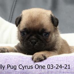 Pug Puppies from Bradley's Pugs