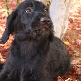 Licorice - Black female Labradoodle puppy in Apache Junction, Arizona from Loving Doodle