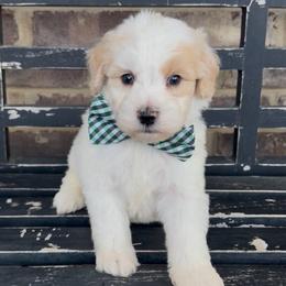 Dustin - Yellow and white male Bernedoodle puppy in Cartersville, Georgia from Simply Blessed Doodles