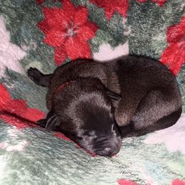 Red Collar - Mahogany male Belgian Malinois puppy in Trenton, Georgia from Laeknir K9