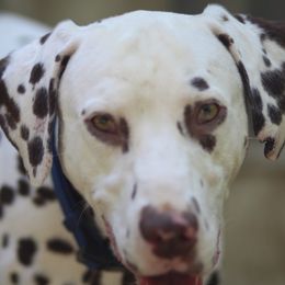 Maverick - Dalmatian