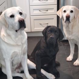 Labrador Retrievers from Labs by the Lake, LLC