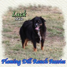 Luck - male Miniature Australian Shepherd puppy in Forestburg, Texas from Flaming Dill Ranch Aussies