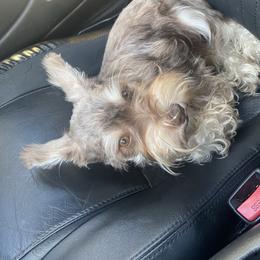 Miniature Schnauzer All Grown Up from Shuna Oliver