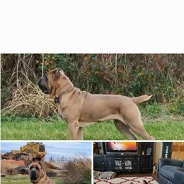 Bronc - Cane Corso