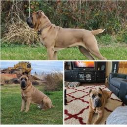 Bronc - Cane Corso