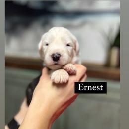 Ernest - Gray and white male Old English Sheepdog puppy in Bristol, Indiana from Ridgeruns OES