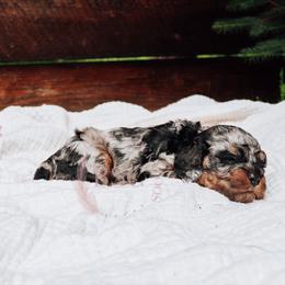 Red boy - Merle male Cockapoo puppy in Missoula, Montana from Big Sky Cockapoos