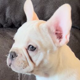 French Bulldog and Pug Puppies from Lyons Heart Pups