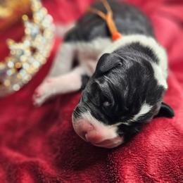 Prince Harry - Mantle male Great Dane puppy in Brookings, South Dakota from Debonair Danes