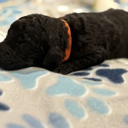 Goldendoodle and Poodle Puppies from Southern Stroll Poodles & Doodles