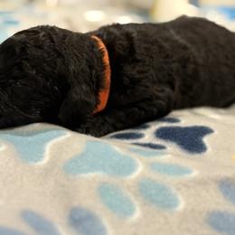 Goldendoodle and Poodle Puppies from Southern Stroll Poodles & Doodles