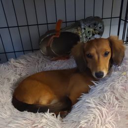 Strawberry - Dachshund