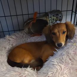 Strawberry - Dachshund