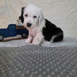 Wish - Black and white male Sheepadoodle puppy in Weatherford, Texas from Oodles of poodles and doodles