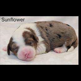 Sunflower - Blue merle and white male Sheepadoodle puppy in Roseburg, Oregon from Lookingglass Doodles