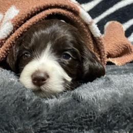 Australian Labradoodle Puppies from NoodleDoodles LLC
