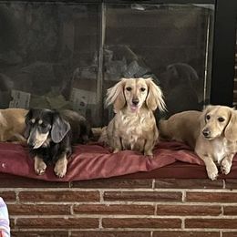 Dachshunds from Logan’s Lowriders