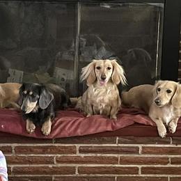 Dachshunds from Logan’s Lowriders