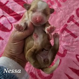 Nessa - Gold and white female Tibetan Terrier puppy in Dorena, Oregon from Angel Tibetans Of Oregon