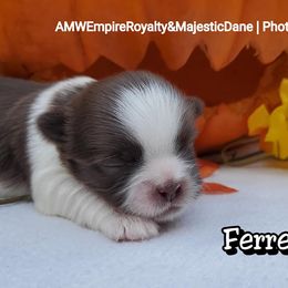 Great Dane and Shih Tzu Puppies from Empire Royalty and Majestic Dane