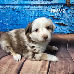 RMM2 - Red merle Toy Australian Shepherd puppy in Bend, Oregon from Badlands Toy and Mini Aussies