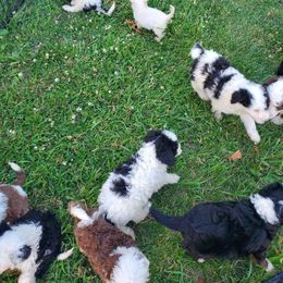 Pomeranian and Sheepadoodle Puppies from Fluffy Wonders Poms and Doodles