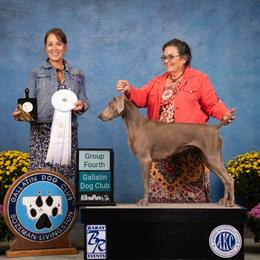 Kessie - Weimaraner