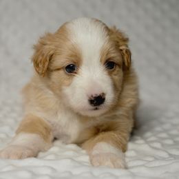 Harry - Red male Miniature American Shepherd puppy in Sanger, California from Flying M Cactus Ranch Buddies