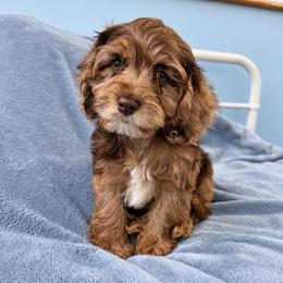 Louis with training - Brown and tan male Cockapoo puppy in Boonville, North Carolina from Doods & Dolls