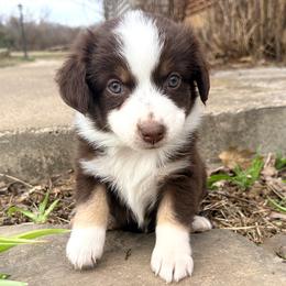 Ginger (AKC and ASDR) - Red tri-color female Miniature American Shepherd puppy in Stockton, Missouri from Kizmit Farmz