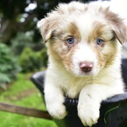 Australian Shepherd Puppies from Ruff & Tumble Australian Shepherds