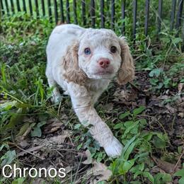 Chronos - Silver male Cockapoo puppy in Sunset, Louisiana from Cano Cockapoos