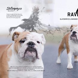 Raven - Bulldog