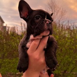 French Bulldog Puppies from De Los Angeles Breeding