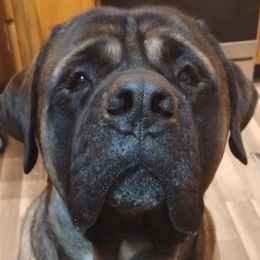 Zeus - Mastiff