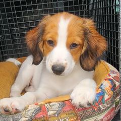 Nederlandse Kooikerhondje Puppies from Ragnarök Kooikerhondjes