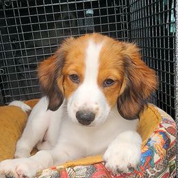 Nederlandse Kooikerhondje Puppies from Ragnarök Kooikerhondjes