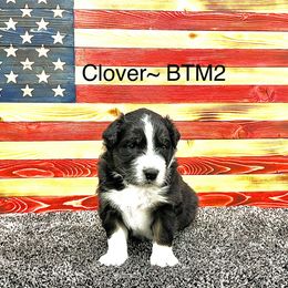 Boy 2 - Australian Shepherd puppy in Molt, Montana from Prairie Paws Australian Shepherd
