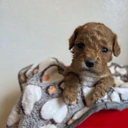 Valentine - Red female Cavapoo puppy in Blackfoot, Idaho from Draper Mountain Doodles