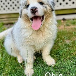 Obie - Blue merle Australian Shepherd puppy in Silverdale, Pennsylvania from Bedtime Story Australian Shepherds
