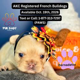 Bernadette - Cream female French Bulldog puppy in Michigan from Fur Baby Farms