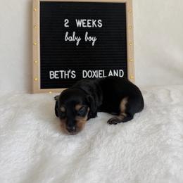 Stymie - Black and tan male Dachshund puppy in Dickinson, Texas from Beth’s Doxieland