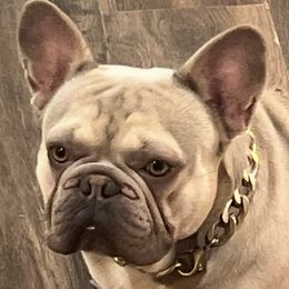 Maui - French Bulldog