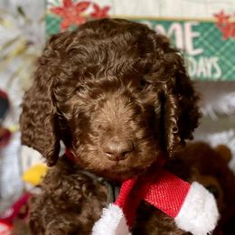 Labradoodles from PawfectBud