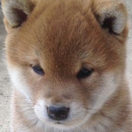 Rocky - Shiba Inu