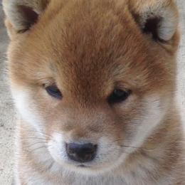 Rocky - Shiba Inu