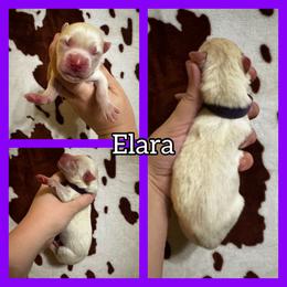 Elara - White female Siberian Husky puppy in Parma, Ohio from Sirius Siberian Huskies