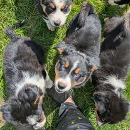 Australian Shepherd puppies from Steady Aim Aussies