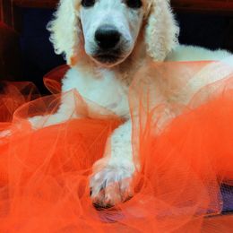 Poodle Puppies from Illini Spirit Standard Poodles